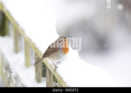 Europäische Robin, (Erithacus Rubecula), im Schnee, Mid Wales, Großbritannien 2017 Stockfoto