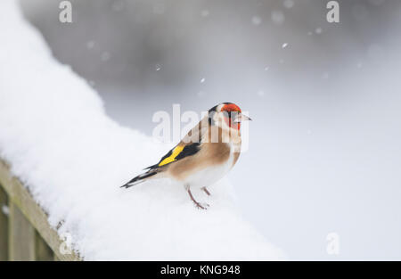 Stieglitz (Carduelis carduelis), im Schnee, Shropshire Borderscold Wetter, Stockfoto