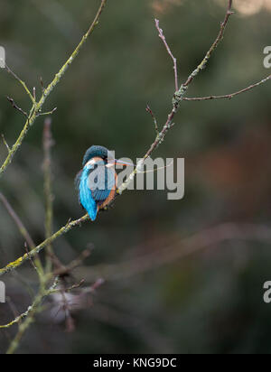 Eisvogel, (Alcedinidae), die in einem Baum, Shropshire, Großbritannien, Stockfoto