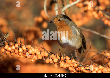 Robin am Sanddorn Stockfoto