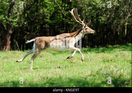 Reh springen auf einer Wiese Stockfoto