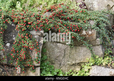 Cotoneaster microphyllus Stockfoto