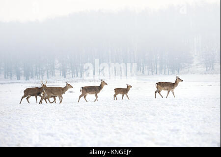 Rehe im Winter Wiese Stockfoto