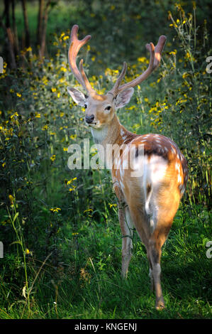 Whitetail Deer stehend in Sommerholz Stockfoto