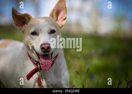 Das Porträt einer Jack Russell mit seiner Zunge heraus hängen Stockfoto