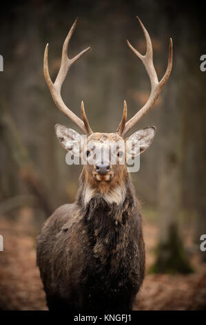 Schließen Sie Hirsche in der natürlichen Umgebung im Herbst Stockfoto