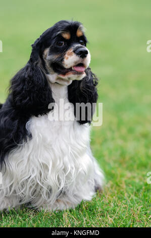 American Cocker Spaniel Hund grünen Sommer Gras Stockfoto