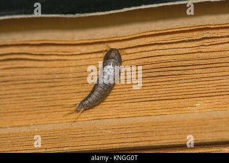 Gemeinsame Silberfische (Lepisma saccharina), Insekt, manchmal eines Haushalts Pest, auf einem alten Buch Stockfoto