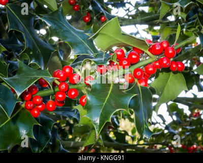 Leuchtend rote Beeren auf einem Ivy Bush in Wiltshire UK Stockfoto