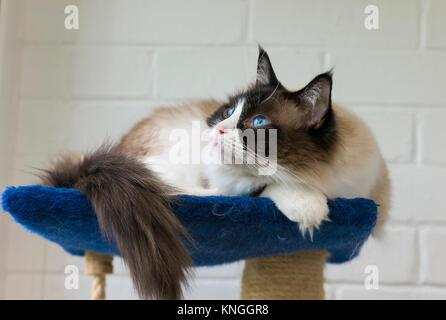 Ragdoll Katze auf einem Turm im Innenbereich mit einem wachsamen Ausdruck Stockfoto