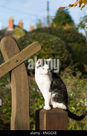 Schwarze und weiße Dorf Katze auf ein Tor post in Wiltshire UK thront warten Stockfoto