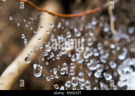 Makroaufnahme einer Spinnennetz von Wasser bedeckt sinkt nach dem Regen auf Buxus Busch Stockfoto