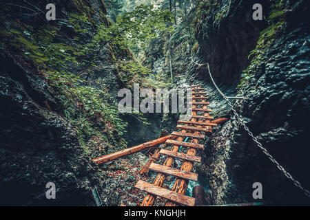 Verlassene alte Holzbrücke im Dschungel Wald. Stockfoto