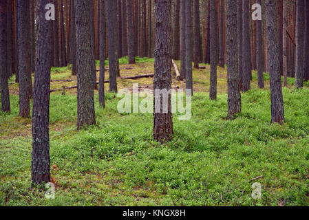 Heidelbeere Büsche in einem PINERY Stockfoto