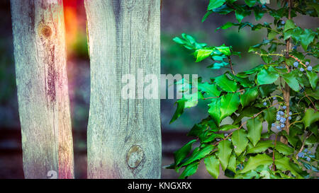 Mahonie neben einem alten Holz Zaun. Mahonia aquifolium. Dekorative Strauch mit blauen Beeren. Abgenutzte Dielen und dunklen verschwommenen Hintergrund im Retro-Stil. Stockfoto