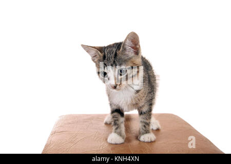 Nachdenklich kitty. Auf weissem Hintergrund Stockfoto