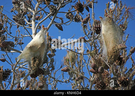 Nester von Pine Processionary Larven (THAUMETOPOEA PITYOCAMPA) auf einem mit Pinien (Pinus pinea), Alanya, Türkische Riviera, Türkei Stockfoto