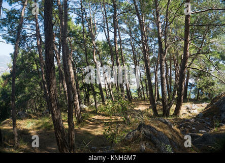 Kiefernwald am Burgberg von Alanya, Kiefer (Pinus pinea), Türkische Riviera, Türkei Stockfoto