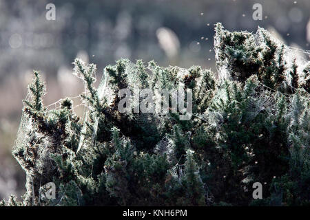 Schwere Tau auf spinnweben Festooning ein ginster Bush, Hayle, Cornwall, England, Großbritannien. Stockfoto