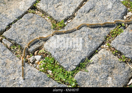 Kiefer Processionary Larven (THAUMETOPOEA PITYOCAMPA), marschieren auf Kopfsteinpflaster, Alanya, Türkische Riviera, Türkei Stockfoto