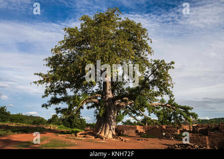 Ein Baobab Baum, Adansonia digitata, mit Blättern in einem Dorf in Burkina Faso, Westafrika. Stockfoto