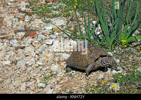 Sporn - thighed Schildkröte oder Griechische Landschildkröte (Testudo graeca) an der Castle Hill, roten Liste der IUCN, Alanya, Türkische Riviera, Türkei Stockfoto