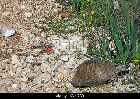 Sporn - thighed Schildkröte oder Griechische Landschildkröte (Testudo graeca) an der Castle Hill, roten Liste der IUCN, Alanya, Türkische Riviera, Türkei Stockfoto