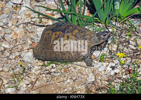 Sporn - thighed Schildkröte oder Griechische Landschildkröte (Testudo graeca) an der Castle Hill, roten Liste der IUCN, Alanya, Türkische Riviera, Türkei Stockfoto