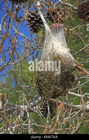 Nester von Pine Processionary Larven (THAUMETOPOEA PITYOCAMPA) auf einem mit Pinien (Pinus pinea), Alanya, Türkische Riviera, Türkei Stockfoto