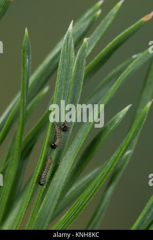 Klosterfrau, Hochwald-Fichteneule, Mönch, Raupe, Jungraupe frisst eine Kiefer, Panthea coenobita, Kiefer Bögen, Caterpillar, La Cénobite, Eulenfalter, Keine Stockfoto