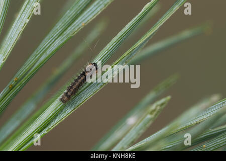 Klosterfrau, Hochwald-Fichteneule, Mönch, Raupe, Jungraupe frisst eine Kiefer, Panthea coenobita, Kiefer Bögen, Caterpillar, La Cénobite, Eulenfalter, Keine Stockfoto