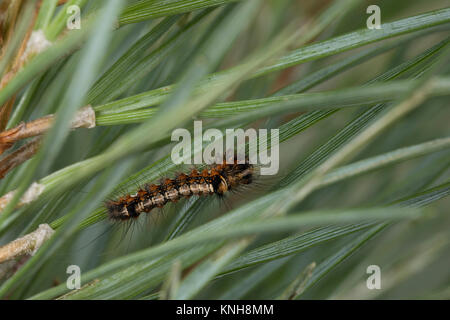 Klosterfrau, Hochwald-Fichteneule, Mönch, Raupe frisst eine Kiefer, Panthea coenobita, Kiefer Bögen, Caterpillar, La Cénobite, Eulenfalter, Noctuidae, keine Stockfoto