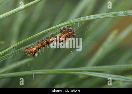 Klosterfrau, Hochwald-Fichteneule, Mönch, Raupe frisst eine Kiefer, Panthea coenobita, Kiefer Bögen, Caterpillar, La Cénobite, Eulenfalter, Noctuidae, keine Stockfoto