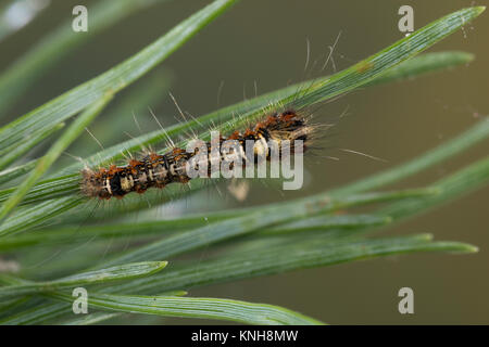 Klosterfrau, Hochwald-Fichteneule, Mönch, Raupe frisst eine Kiefer, Panthea coenobita, Kiefer Bögen, Caterpillar, La Cénobite, Eulenfalter, Noctuidae, keine Stockfoto