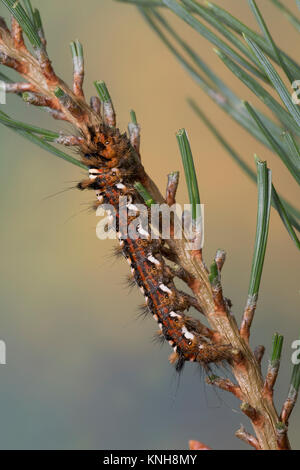 Klosterfrau, Hochwald-Fichteneule, Mönch, Raupe frisst eine Kiefer, Panthea coenobita, Kiefer Bögen, Caterpillar, La Cénobite, Eulenfalter, Noctuidae, keine Stockfoto