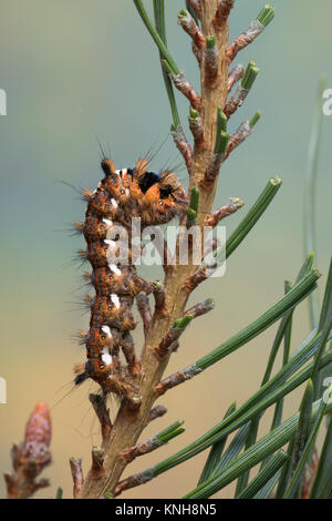 Klosterfrau, Hochwald-Fichteneule, Mönch, Raupe frisst eine Kiefer, Panthea coenobita, Kiefer Bögen, Caterpillar, La Cénobite, Eulenfalter, Noctuidae, keine Stockfoto