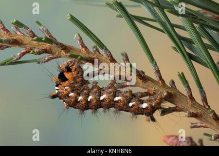 Klosterfrau, Hochwald-Fichteneule, Mönch, Raupe frisst eine Kiefer, Panthea coenobita, Kiefer Bögen, Caterpillar, La Cénobite, Eulenfalter, Noctuidae, keine Stockfoto