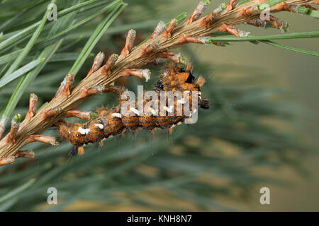 Klosterfrau, Hochwald-Fichteneule, Mönch, Raupe frisst eine Kiefer, Panthea coenobita, Kiefer Bögen, Caterpillar, La Cénobite, Eulenfalter, Noctuidae, keine Stockfoto