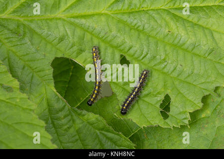 , Raupe schönbär Callimorpha dominula Jungraupe,,, Panaxia dominula, scarlet Tiger Moth, Caterpillar, L'Écaille marbrée, écaille Rouge, Bärenspinner, EIN Stockfoto