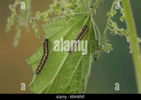 , Raupe schönbär Callimorpha dominula Jungraupe,,, Panaxia dominula, scarlet Tiger Moth, Caterpillar, L'Écaille marbrée, écaille Rouge, Bärenspinner, EIN Stockfoto