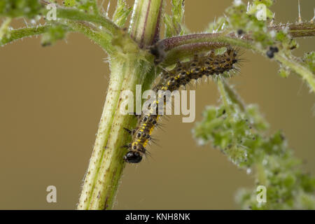 , Raupe schönbär Callimorpha dominula Jungraupe,,, Panaxia dominula, scarlet Tiger Moth, Caterpillar, L'Écaille marbrée, écaille Rouge, Bärenspinner, EIN Stockfoto