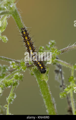 , Raupe schönbär Callimorpha dominula Jungraupe,,, Panaxia dominula, scarlet Tiger Moth, Caterpillar, L'Écaille marbrée, écaille Rouge, Bärenspinner, EIN Stockfoto