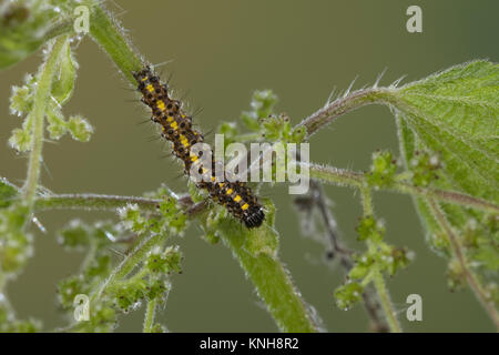 , Raupe schönbär Callimorpha dominula Jungraupe,,, Panaxia dominula, scarlet Tiger Moth, Caterpillar, L'Écaille marbrée, écaille Rouge, Bärenspinner, EIN Stockfoto