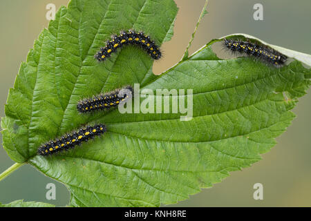 Raupe schönbär Callimorpha dominula,,, Panaxia dominula, scarlet Tiger Moth, Caterpillar, L'Écaille marbrée, écaille Rouge, Bärenspinner Arctiidae,, EIN Stockfoto