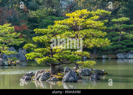 Pinus thunbergii oder Japanische Schwarzkiefer (Kuromatsu) auf einer kleinen Insel in der Nähe der Kinkaku-ji (Goldener Pavillon) Tempel. Farben des Herbstes und Falllaub in der Rückseite Stockfoto