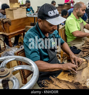 Zigarre Fabrikarbeiter, handgerollte Zigarren auf Graycliff Cigar Company in Nassau, Bahamas. Stockfoto