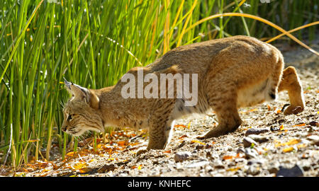 Beute ist in Sicht Im hohen Gras und wilden Bobcat sinkt in den räuberischen Vorbereitung für die endgültige stürzen. Stockfoto