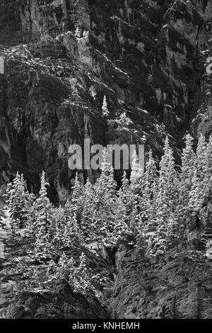 Schwarz-weiß Foto des frühen Schnee bereifen immergrüne Bäume und Pisten im Bow Valley Provincial Park in Alberta. Stockfoto