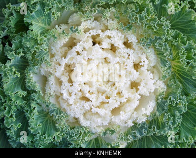 In der Nähe des hellen weißen Mitte und Curly grüne Blätter der blühenden Kale Stockfoto