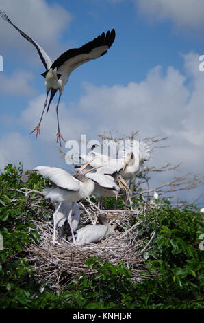 Ein Nest von Störchen in Florida, USA Stockfoto